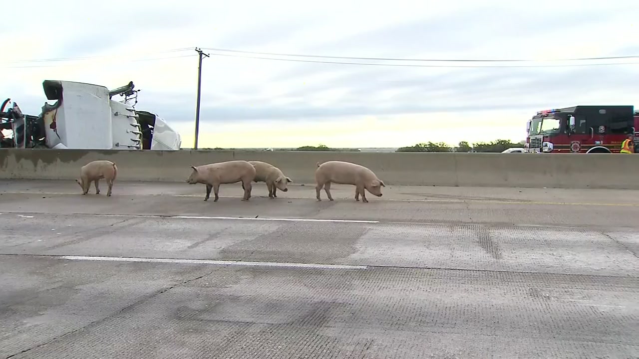 Pigs take over Dallas-area highway after big rig overturns
